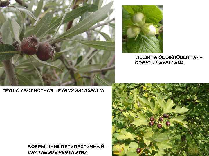 ЛЕЩИНА ОБЫКНОВЕННАЯ– CORYLUS AVELLANA ГРУША ИВОЛИСТНАЯ - PYRUS SALICIFOLIA БОЯРЫШНИК ПЯТИПЕСТИЧНЫЙ – CRATAEGUS PENTAGYNA