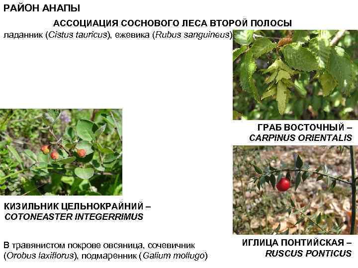 РАЙОН АНАПЫ АССОЦИАЦИЯ СОСНОВОГО ЛЕСА ВТОРОЙ ПОЛОСЫ ладанник (Cistus tauricus), ежевика (Rubus sanguineus). ГРАБ