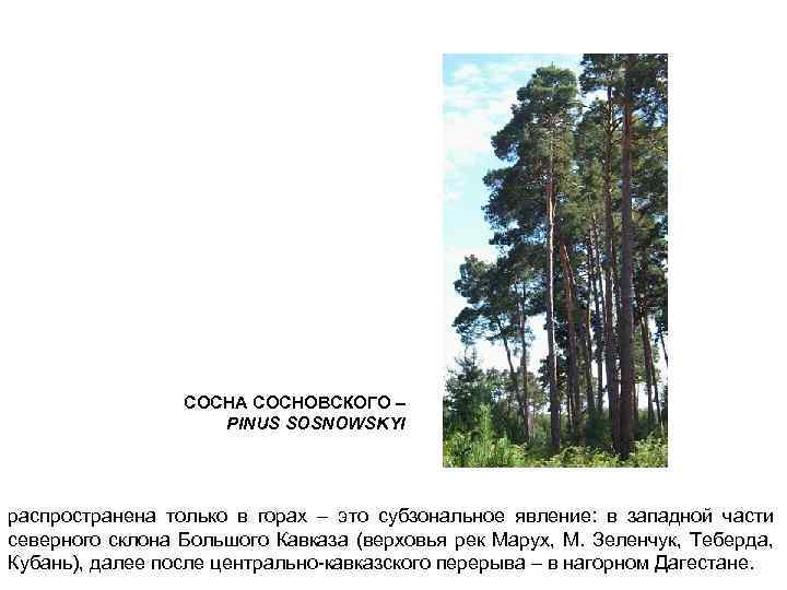 СОСНА СОСНОВСКОГО – PINUS SOSNOWSKYI распространена только в горах – это субзональное явление: в