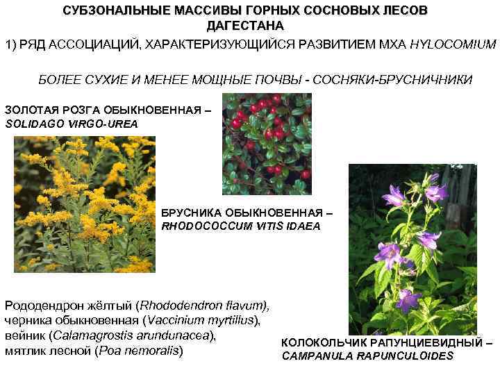 СУБЗОНАЛЬНЫЕ МАССИВЫ ГОРНЫХ СОСНОВЫХ ЛЕСОВ ДАГЕСТАНА 1) РЯД АССОЦИАЦИЙ, ХАРАКТЕРИЗУЮЩИЙСЯ РАЗВИТИЕМ МХА HYLOCOMIUM БОЛЕЕ