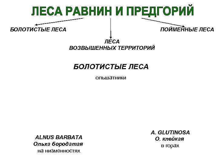 БОЛОТИСТЫЕ ЛЕСА ПОЙМЕННЫЕ ЛЕСА ВОЗВЫШЕННЫХ ТЕРРИТОРИЙ БОЛОТИСТЫЕ ЛЕСА ольшатники ALNUS BARBATA Ольха бородатая на