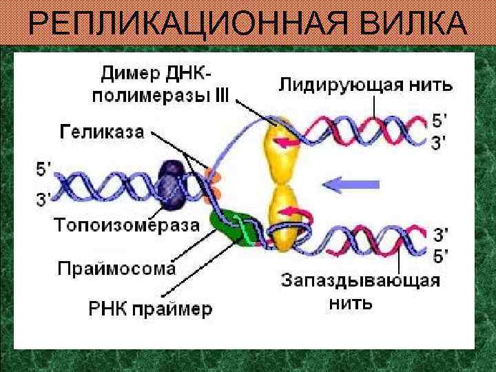 РЕПЛИКАЦИОННАЯ ВИЛКА 