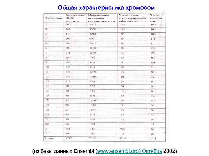 Общая характеристика хромосом (из базы данных Ensembl (www. ensembl. org) Октябрь 2002) 