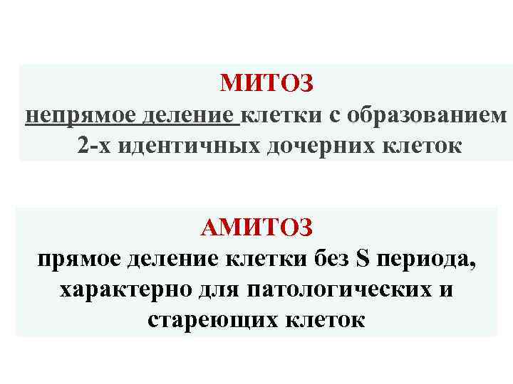 МИТОЗ непрямое деление клетки с образованием 2 -х идентичных дочерних клеток АМИТОЗ прямое деление