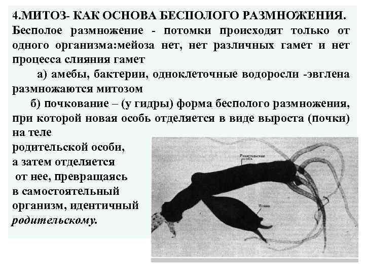4. МИТОЗ- КАК ОСНОВА БЕСПОЛОГО РАЗМНОЖЕНИЯ. Бесполое размножение - потомки происходят только от одного