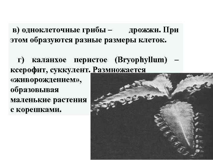  в) одноклеточные грибы – дрожжи. При этом образуются разные размеры клеток. г) каланхое
