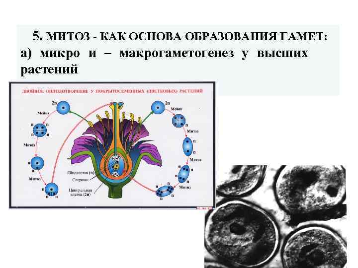  5. МИТОЗ - КАК ОСНОВА ОБРАЗОВАНИЯ ГАМЕТ: а) микро и – макрогаметогенез у