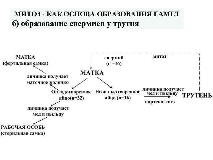 МИТОЗ - КАК ОСНОВА ОБРАЗОВАНИЯ ГАМЕТ б) образование спермиев у трутня 