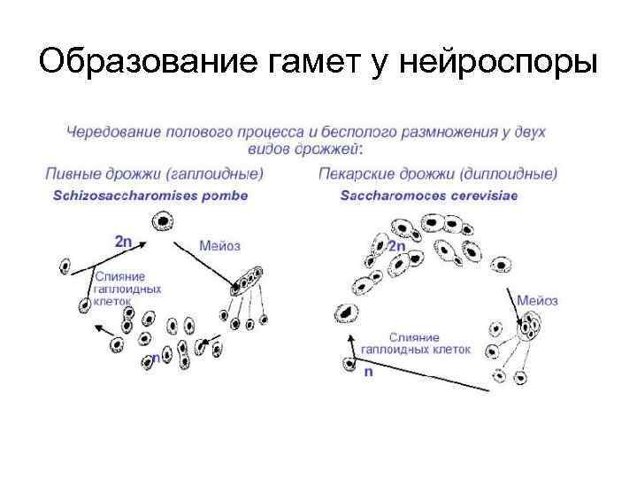 Жизненный цикл нейроспоры. Процесс образования гамет. Слияние гамет схема.