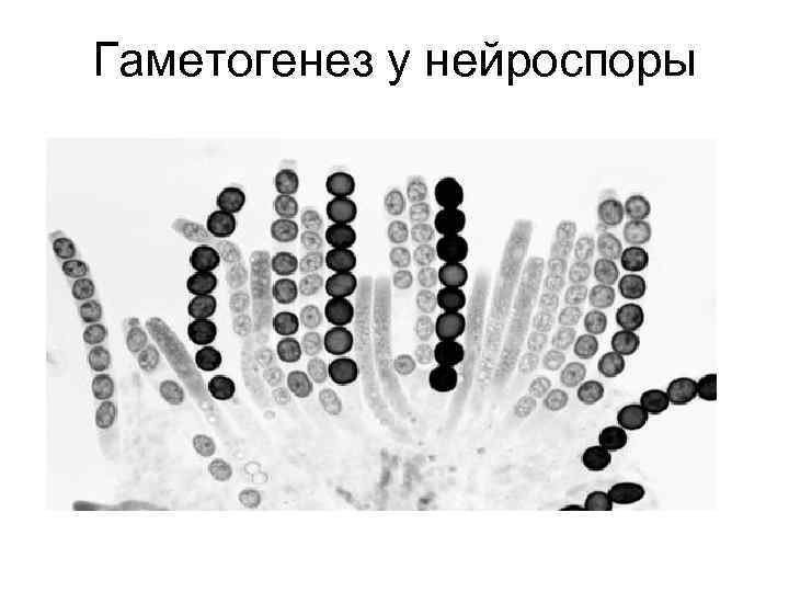 Гаметогенез у нейроспоры 