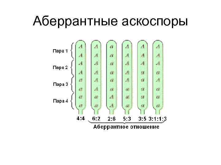 Аберрантные аскоспоры 
