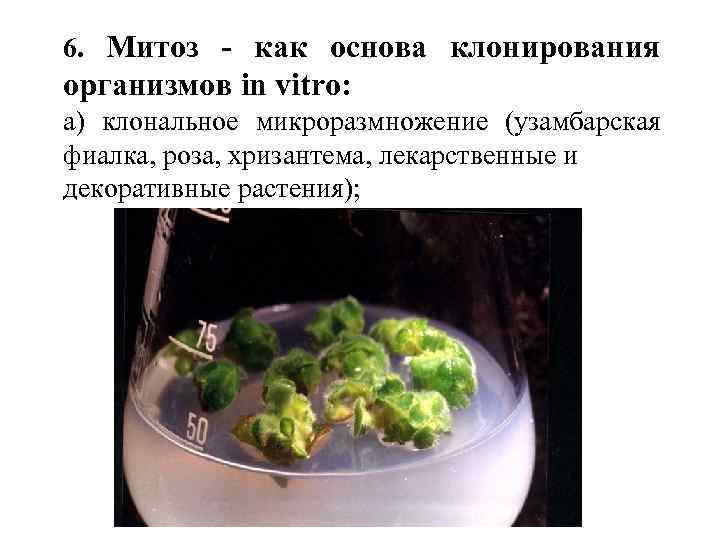 6. Митоз - как основа клонирования организмов in vitro: а) клональное микроразмножение (узамбарская фиалка,