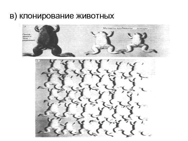 в) клонирование животных 