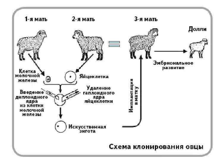 Схема клонирования высокопродуктивной коровы