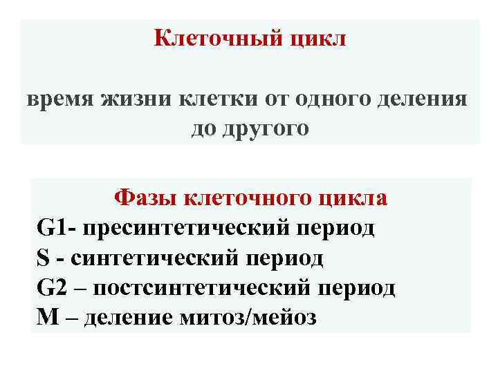 Клеточный цикл время жизни клетки от одного деления до другого Фазы клеточного цикла G