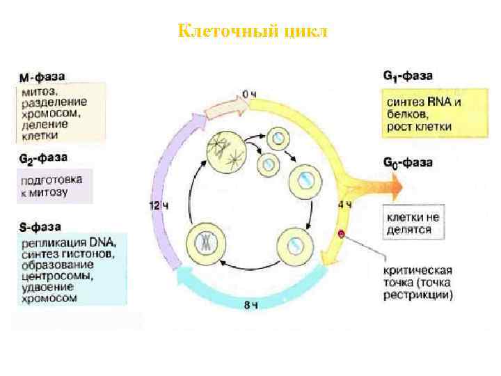 Жизненный цикл клетки схема