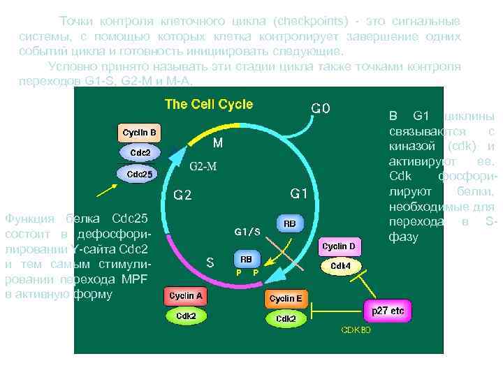 Точки контроля клеточного цикла (checkpoints) - это сигнальные системы, с помощью которых клетка контролирует