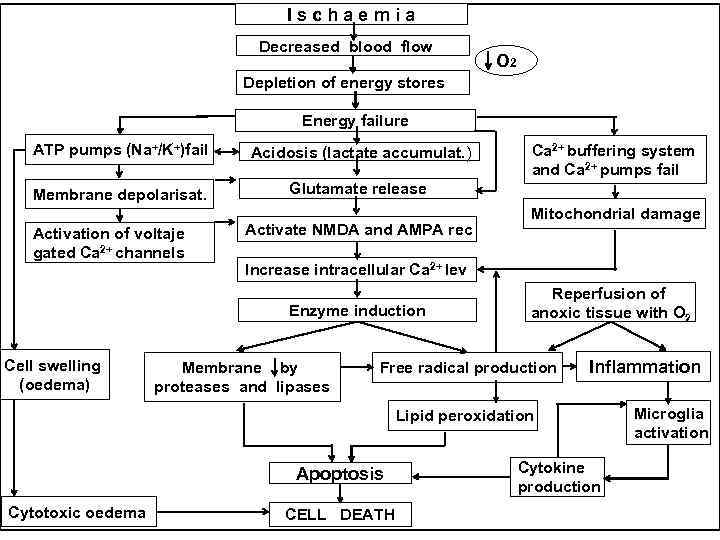 Ischaemia Decreased blood flow О 2 Depletion of energy stores Energy failure ATP pumps