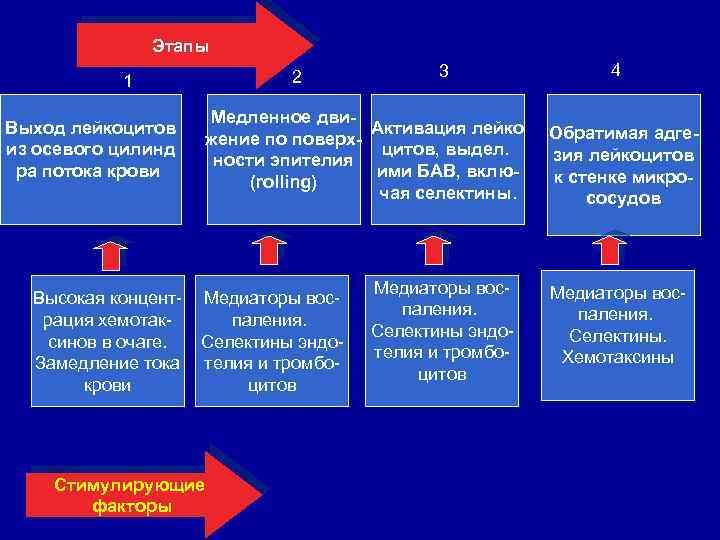 Этапы 2 1 Выход лейкоцитов из осевого цилинд ра потока крови Высокая концентрация хемотаксинов