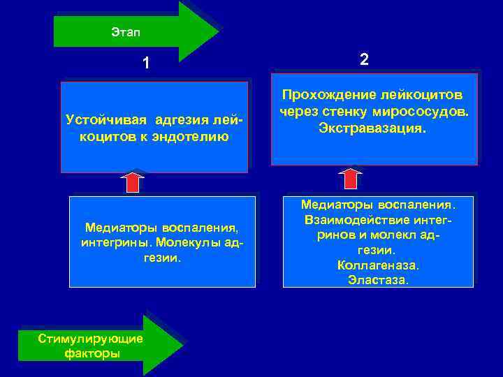 Этап 1 Устойчивая адгезия лейкоцитов к эндотелию Медиаторы воспаления, интегрины. Молекулы адгезии. Стимулирующие факторы