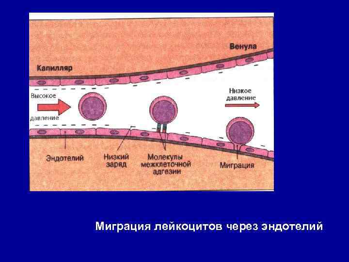 Миграция лейкоцитов через эндотелий 