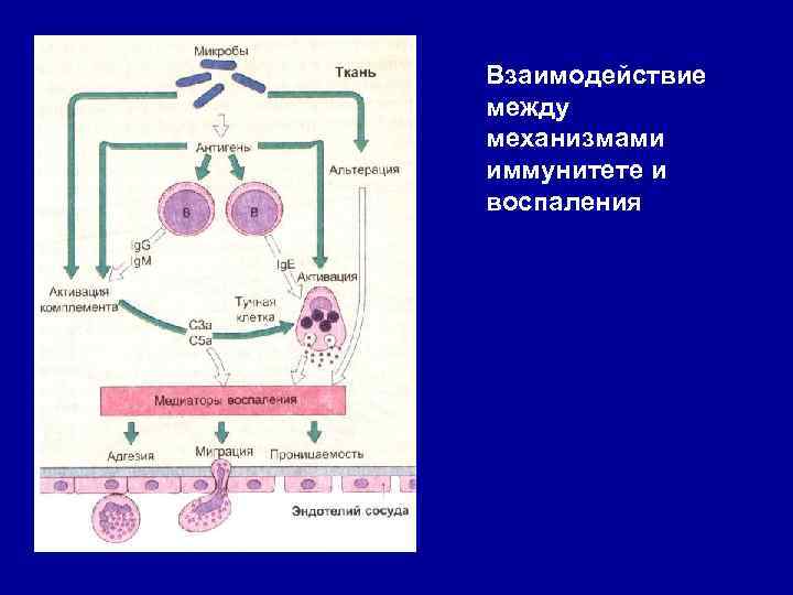 Взаимодействие между механизмами иммунитете и воспаления 