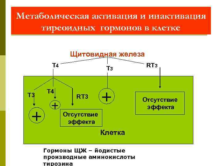 Метаболическая активация и инактивация тиреоидных гормонов в клетке Щитовидная железа Т 4 Т 3
