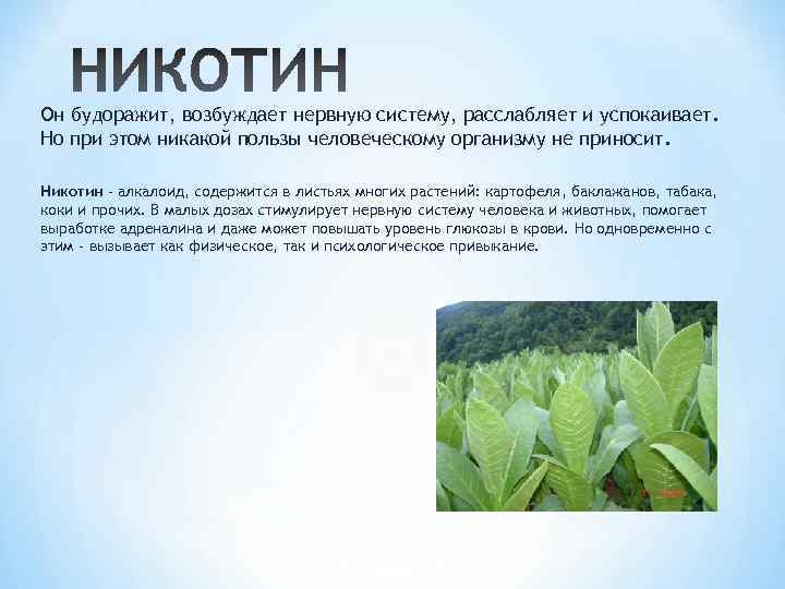 Он будоражит, возбуждает нервную систему, расслабляет и успокаивает. Но при этом никакой пользы человеческому