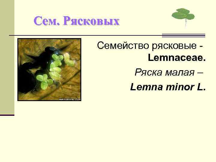 Сем. Рясковых Семейство рясковые Lemnaceae. Ряска малая – Lemna minor L. 