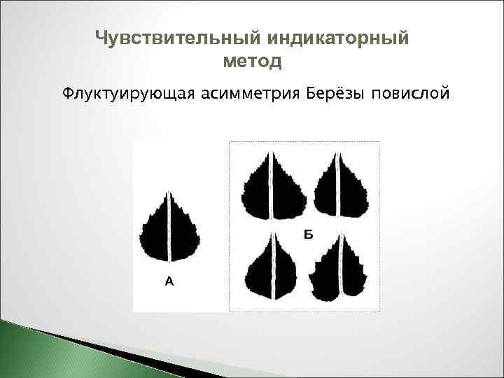 Флуктуирующая асимметрия проект