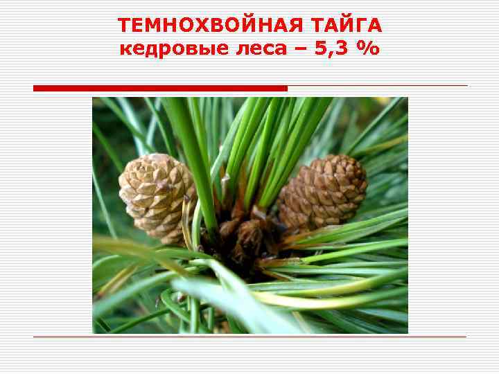 ТЕМНОХВОЙНАЯ ТАЙГА кедровые леса – 5, 3 % 