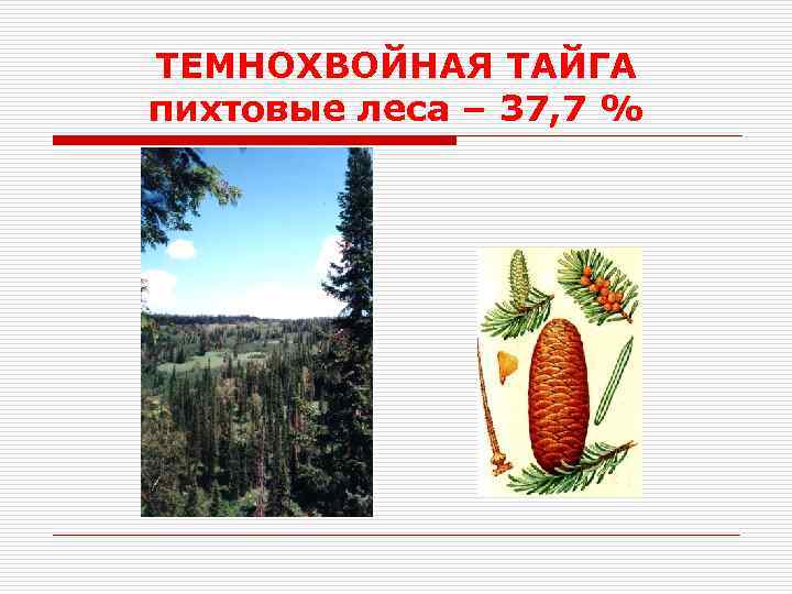 ТЕМНОХВОЙНАЯ ТАЙГА пихтовые леса – 37, 7 % 