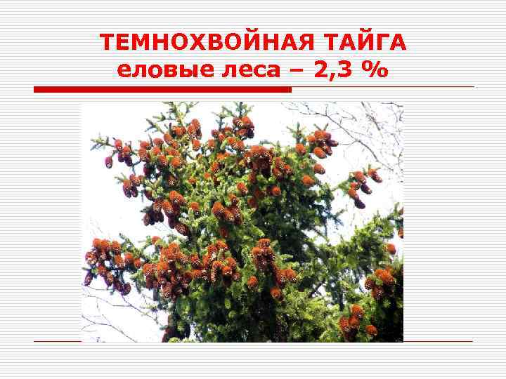 ТЕМНОХВОЙНАЯ ТАЙГА еловые леса – 2, 3 % 
