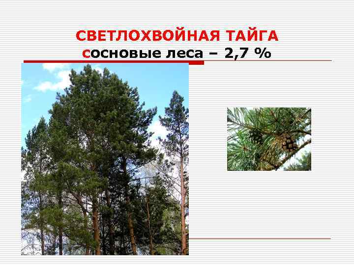 СВЕТЛОХВОЙНАЯ ТАЙГА сосновые леса – 2, 7 % 