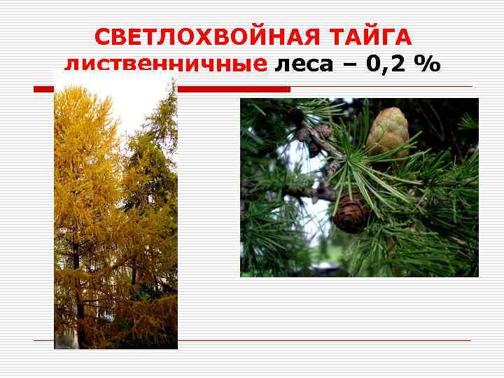 СВЕТЛОХВОЙНАЯ ТАЙГА лиственничные леса – 0, 2 % 