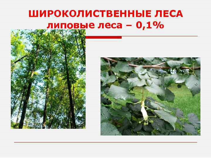 ШИРОКОЛИСТВЕННЫЕ ЛЕСА липовые леса – 0, 1% 