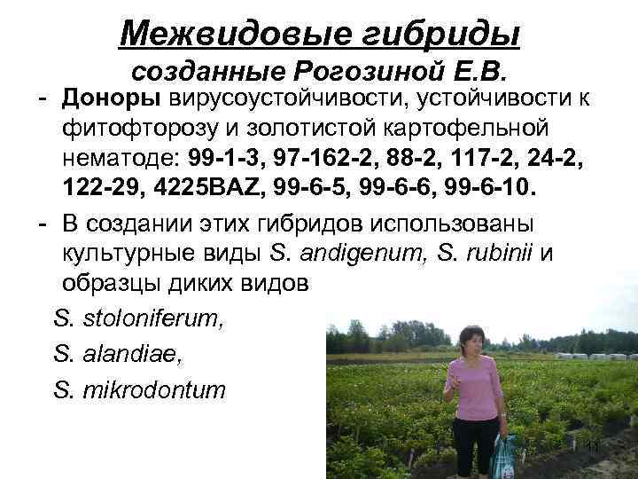 Межвидовые гибриды созданные Рогозиной Е. В. - Доноры вирусоустойчивости, устойчивости к фитофторозу и золотистой