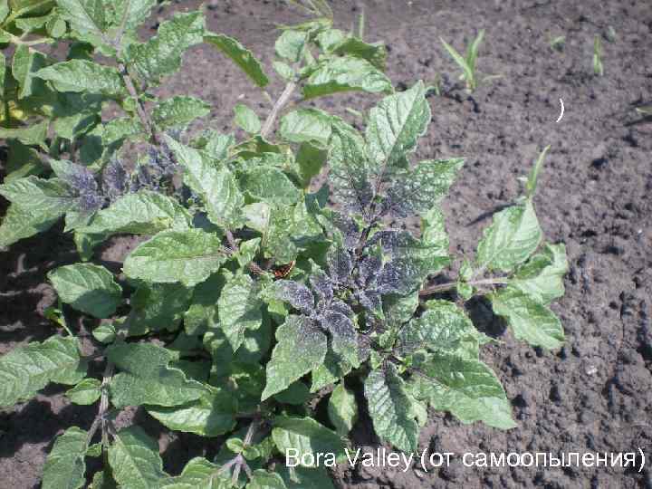 ) Bora Valley (от самоопыления) 