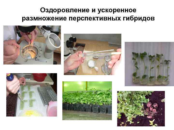 Оздоровление и ускоренное размножение перспективных гибридов 19 