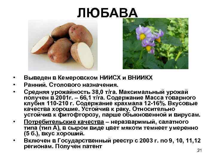 Средняя урожайность картофеля