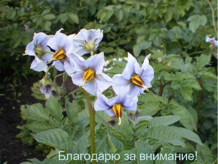 Благодарю за внимание! 