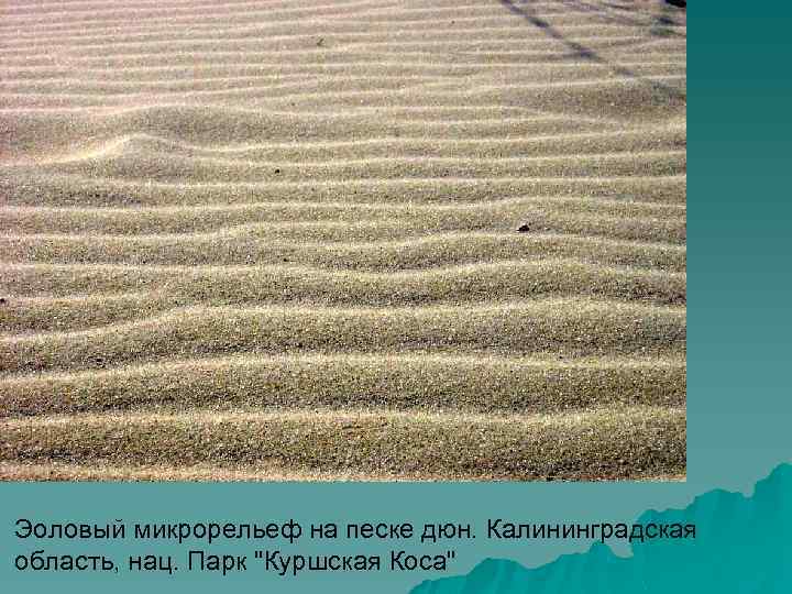 Эоловый микрорельеф на песке дюн. Калининградская область, нац. Парк 