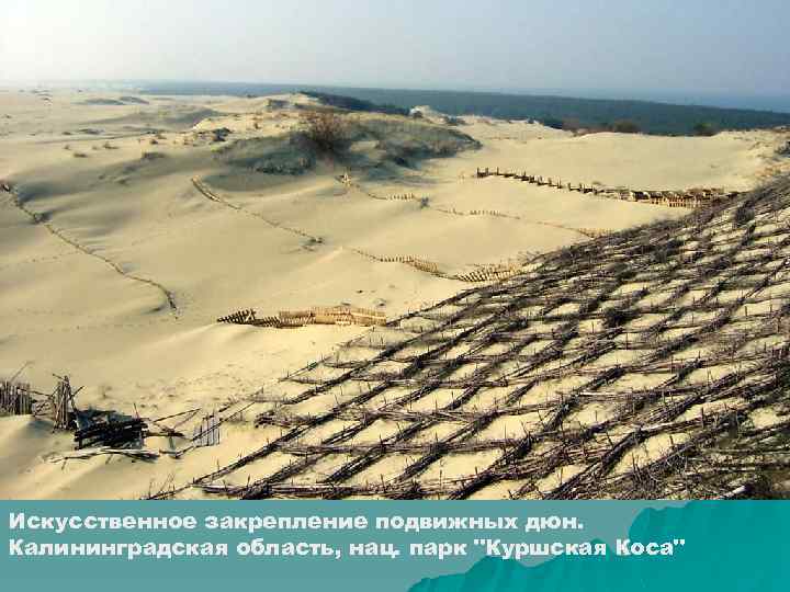 Искусственное закрепление подвижных дюн. Калининградская область, нац. парк 