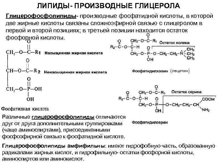 ЛИПИДЫ- ПРОИЗВОДНЫЕ ГЛИЦЕРОЛА Глицерофосфолипиды- производные фосфатидной кислоты, в которой две жирные кислоты связаны сложноэфирной
