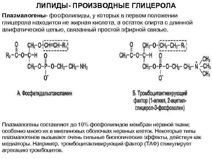 ЛИПИДЫ- ПРОИЗВОДНЫЕ ГЛИЦЕРОЛА Плазмалогены- фосфолипиды, у которых в первом положении глицерола находится не жирная