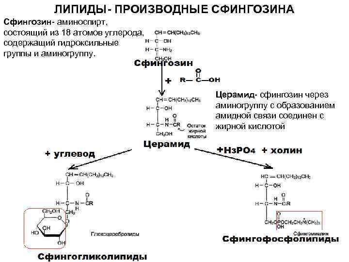 ЛИПИДЫ- ПРОИЗВОДНЫЕ СФИНГОЗИНА Сфингозин- аминоспирт, состоящий из 18 атомов углерода, содержащий гидроксильные группы и
