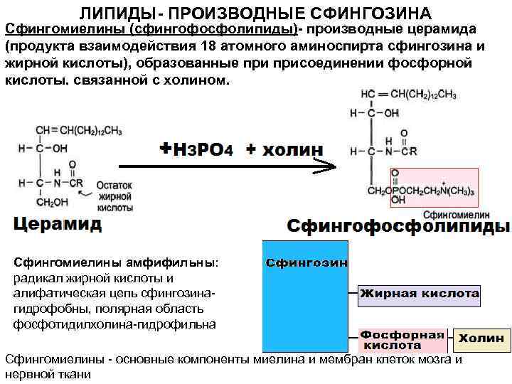ЛИПИДЫ- ПРОИЗВОДНЫЕ СФИНГОЗИНА Сфингомиелины (сфингофосфолипиды)- производные церамида (продукта взаимодействия 18 атомного аминоспирта сфингозина и