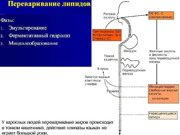 У взрослых людей переваривание жиров происходит в тонком кишечнике, действие «липазы языка» не играет