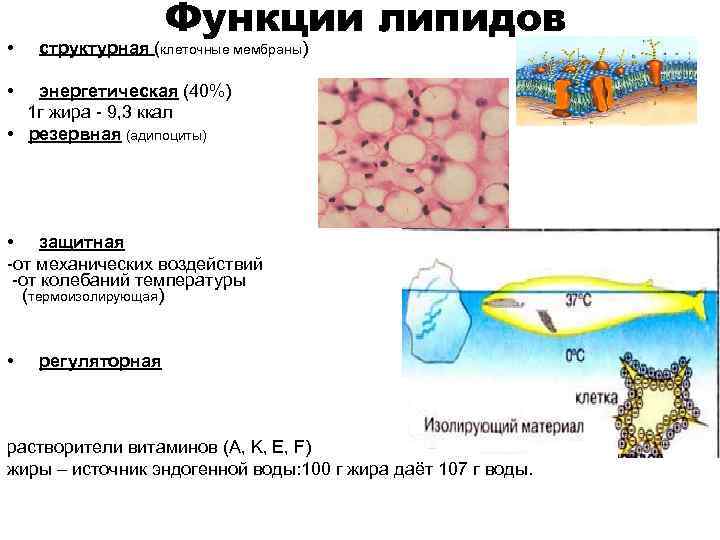  • Функции липидов структурная (клеточные мембраны) • энергетическая (40%) 1 г жира -