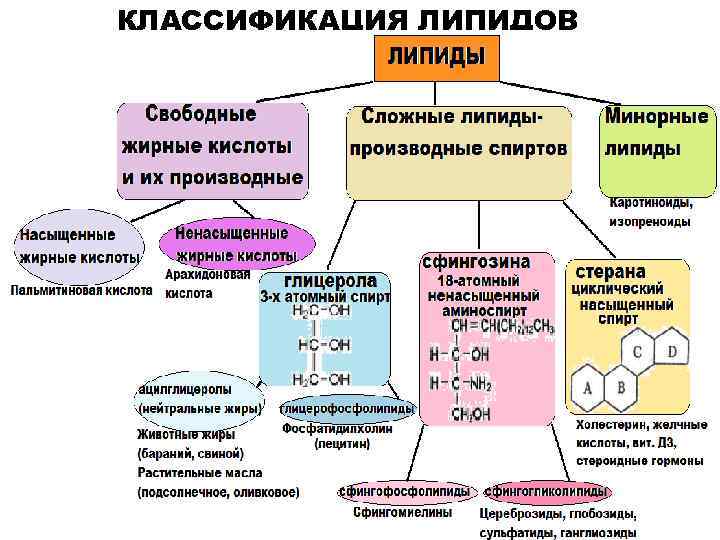 КЛАССИФИКАЦИЯ ЛИПИДОВ 